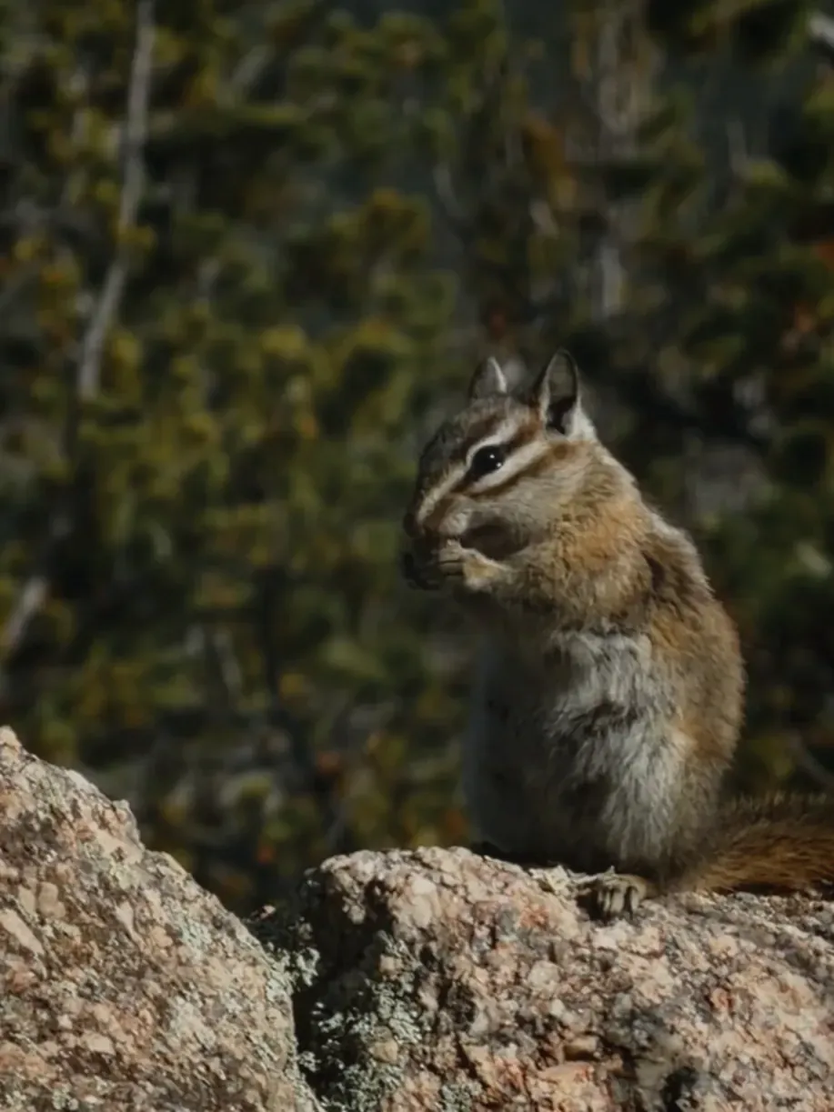 Chipmunk spotted on Deer Mountain